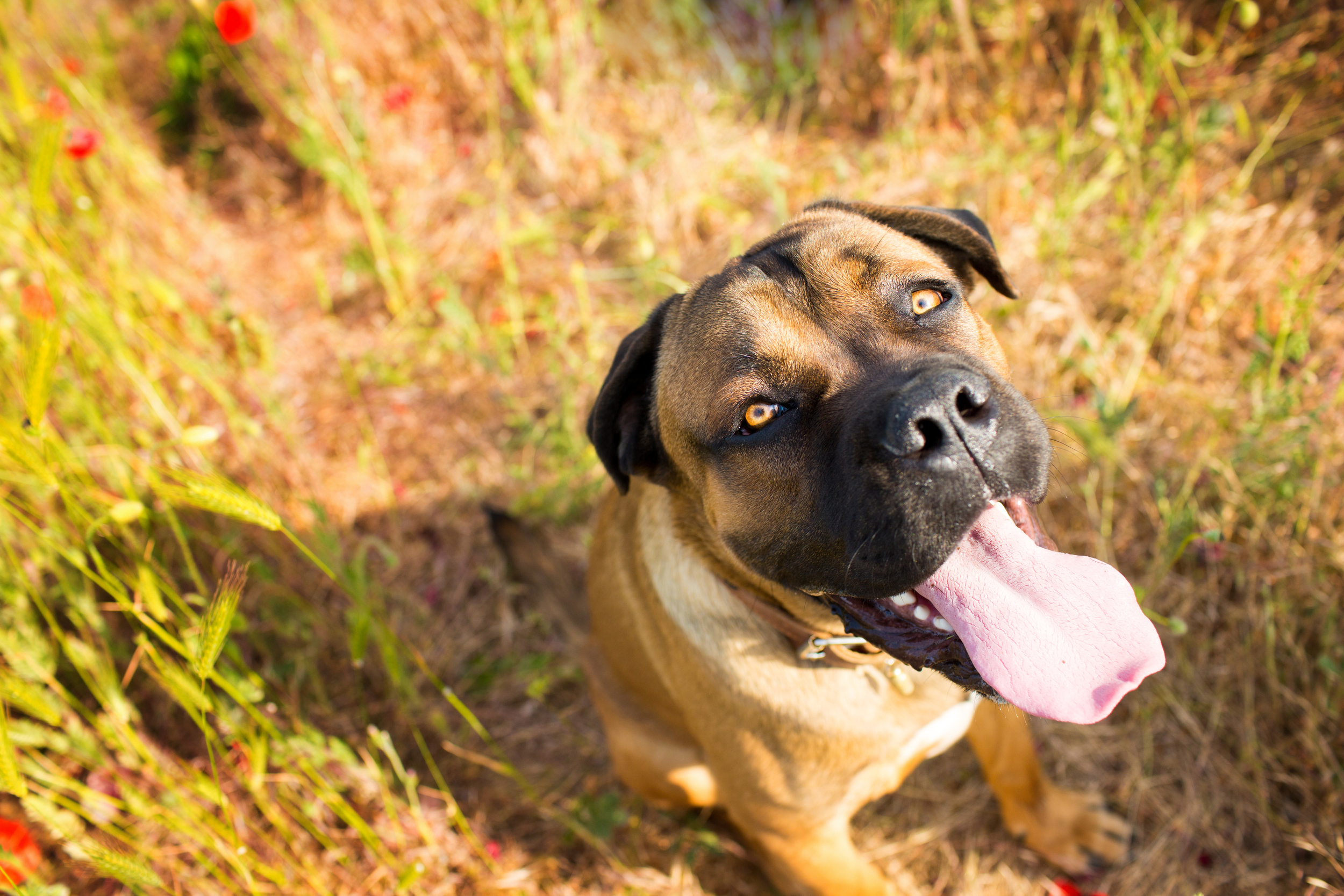 Cane Corso Sitting in Field