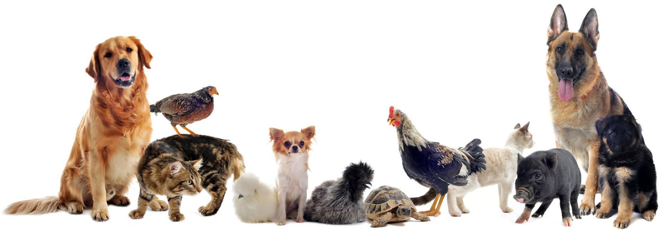 Animals Minus Rabbit / Guinea Pig