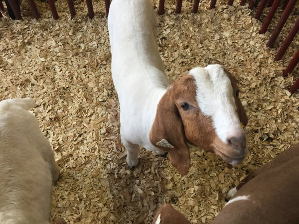 Brown White Goat