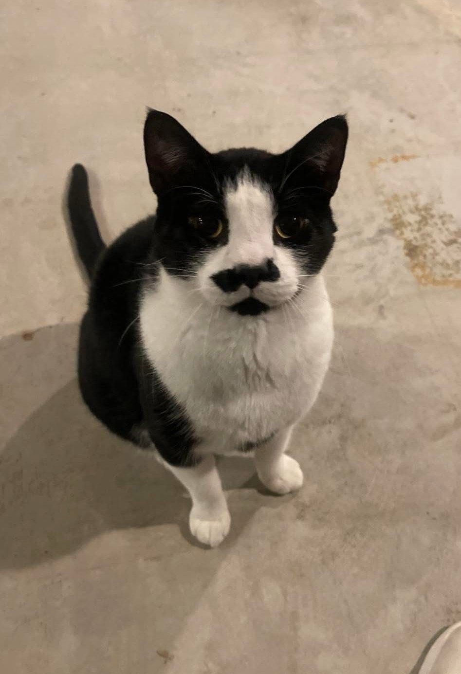 Moustachio 