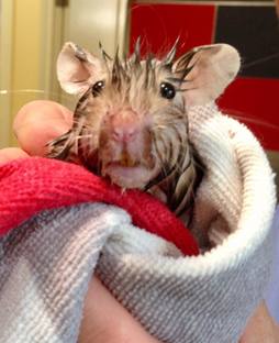 Hammey the Hamster