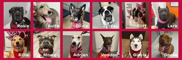 Canadian Animal Blood Bank Banner