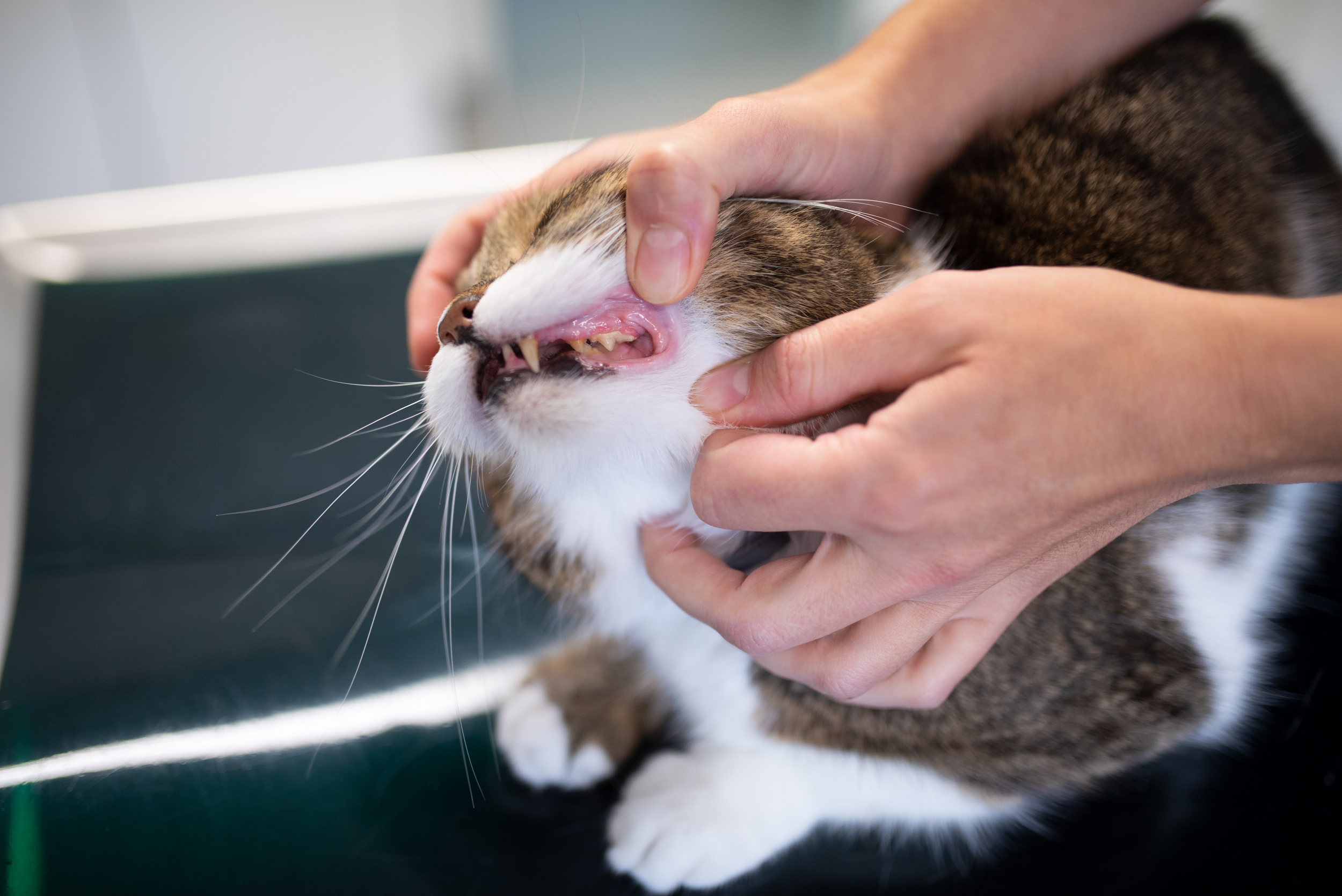 Cat Getting a Dental Exam