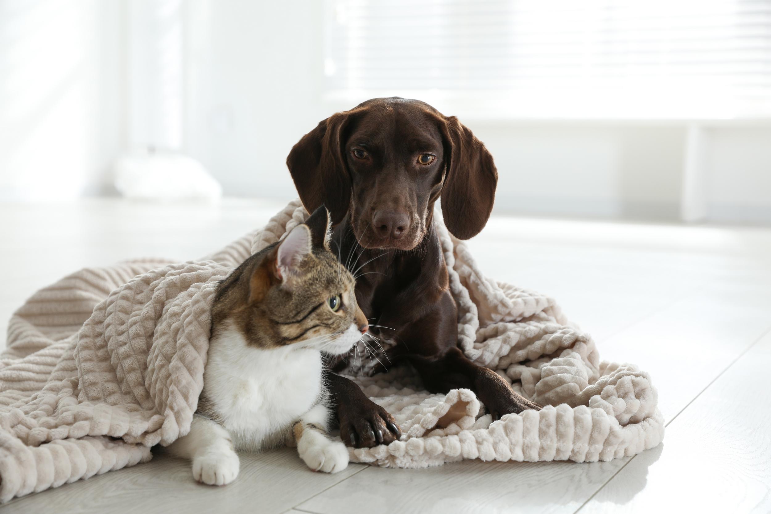 Dark Brown Dog with Brown and White Cat Under Blanket