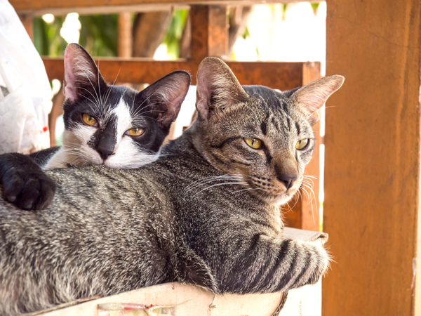 2 Farm Cats