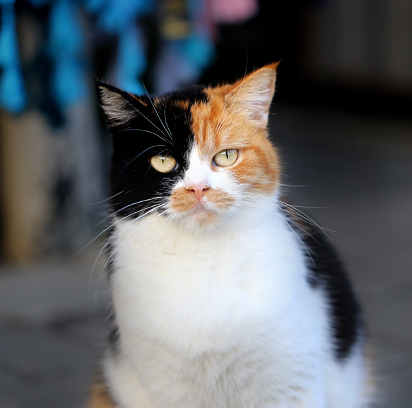 Calico Cat