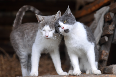 Gray and White Cats